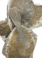 1 камбала обраб