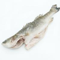 окунь сузуки