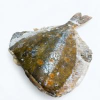 камбала 05-1 с плавником бг