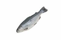 Форель потрошеная с головой, 2,0-3,0 кг в 1 шт, РФ вер 2