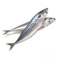 Скумбрия
