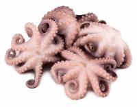 Осьминоги молодые