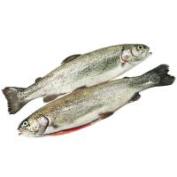 Форель радужная