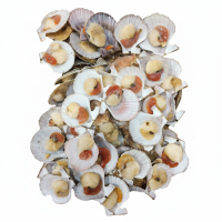 Гребешок на раковине с гонадой 57 Курильский вес