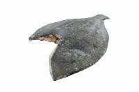 Камбала атлантическая тушка индтвидуальной заморозки (без хвоста, без плавников) 0,5-1 кг в 1 шт, 1 кг