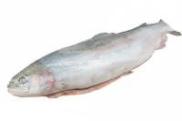 Форель потрошеная с головой, 1,5-2,0 кг в 1 шт, РФ