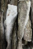 треска большая вар 2