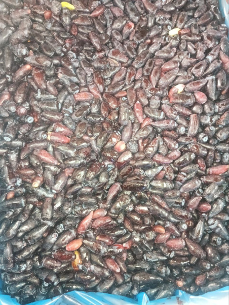 жимолость в коробке