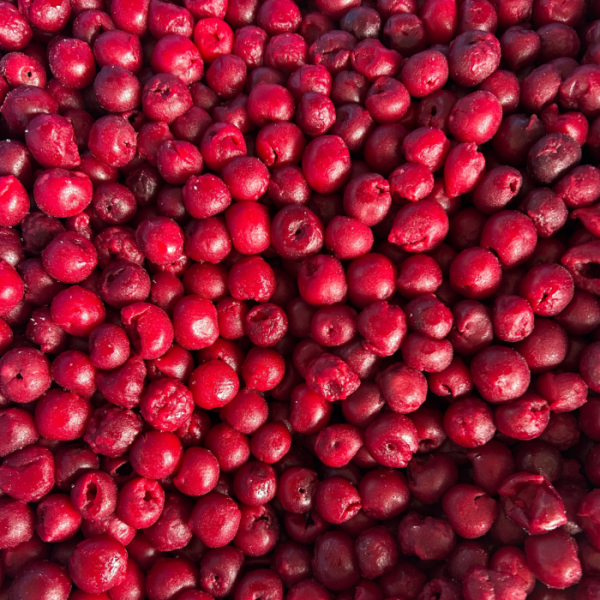 Вишня бк Узбекистан