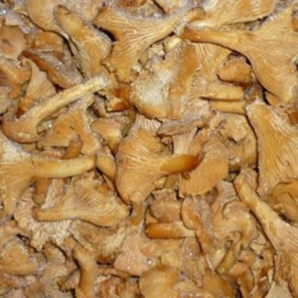 Лисички (8)