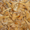 Лисички (8)