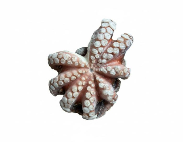 осьминог 2-3