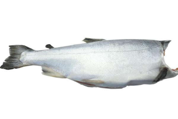 Кижуч чили (1)