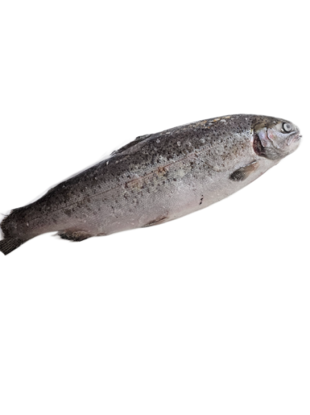 Форель 800-1200 сг Турция (1)